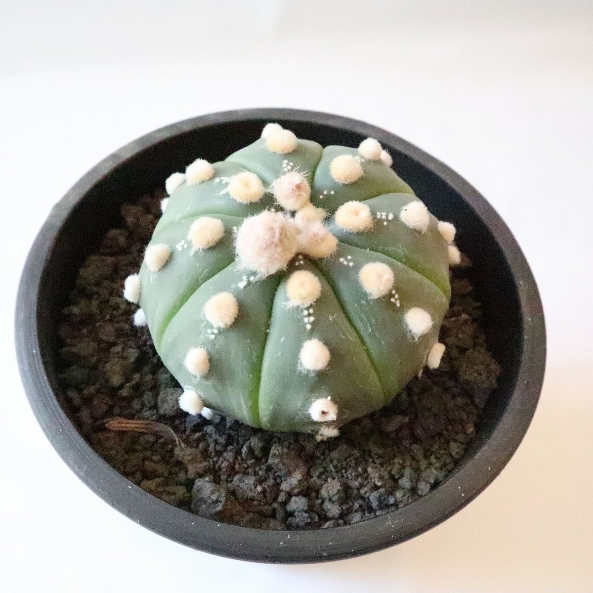 アストロフィツム 瑠璃兜 | mana's farm:塊根植物・アガベ・ドライ