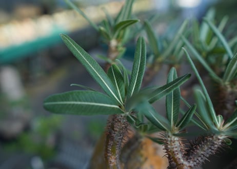 パキポディウム　グラキリス　 Pachypodium Gracilius  No.1