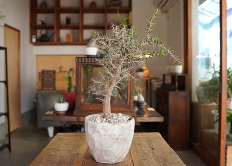 アローディア　コモサ　Alluaudia comosa
