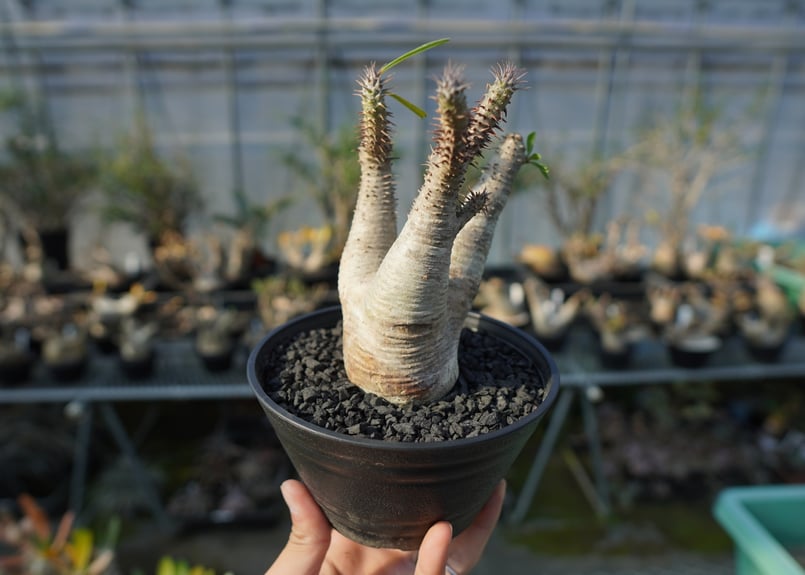 パキポディウム マカイエンセ Pachypodium makayense No.4 | man