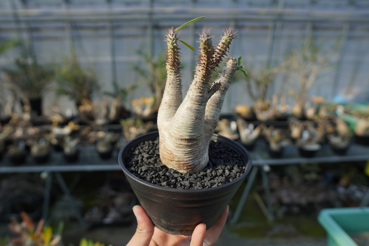 パキポディウム マカイエンセ Pachypodium makayense No.4 | man