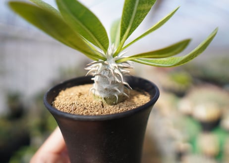 パキポディウム　恵比寿大黒 Pachypodium Densicaule　No.1