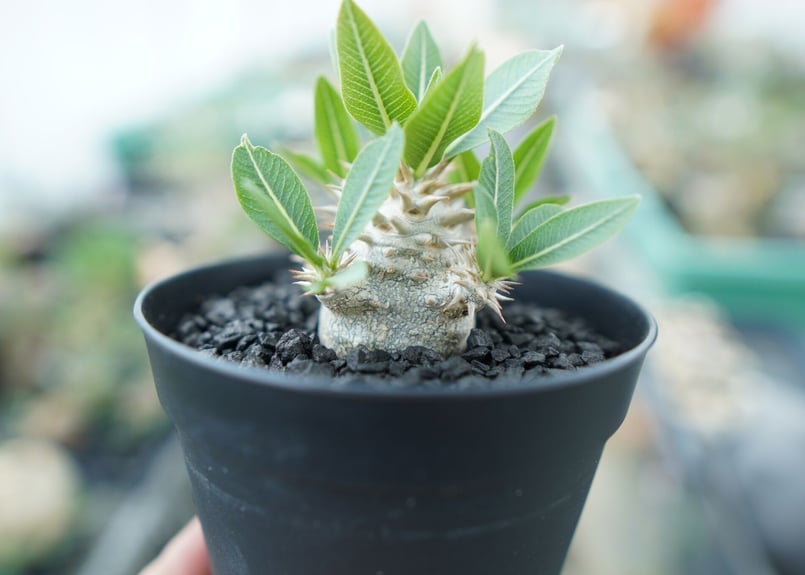 パキポディウム 恵比寿大黒(3頭) パキポディウム 恵比寿大黒 Pachypodium Densicaule No.4 | man