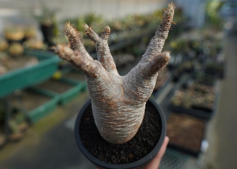 パキポディウム　グラキリス　 Pachypodium Gracilius  No.8