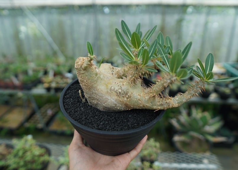 パキポディウム デンシフローラム Pachypodium densiflorum No.1