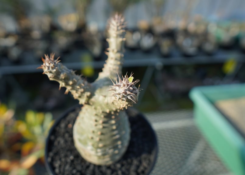 パキポディウム マカイエンセ Pachypodium makayense No.2 | man