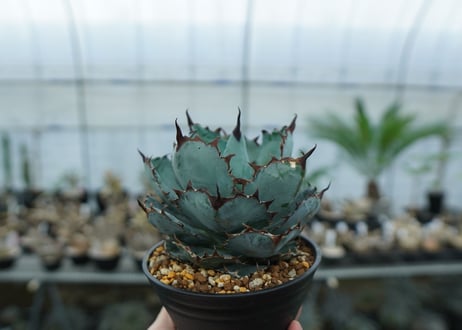アガベ　チタノタ　 ブラックアンドブルー 　Agave titanota black and blue　NO.1