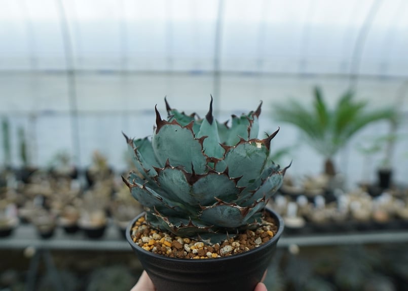 アガベ　チタノタ　Black and Blue アガベ チタノタ ブラックアンドブルー Agave titanota black and