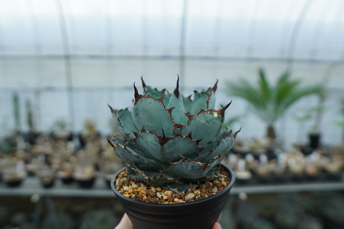 GIRUVI Agave Black&Blue アガベ ブラックアンドブルー アガベ チタノタ ブラックアンドブルー Agave titanota black&blue B