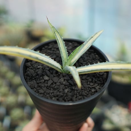 macroacantha | STORES macroacantha | STORES