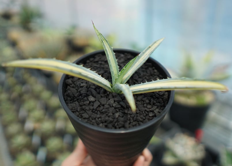 アガベ マクロアカンサ錦 Agave macroacantha variegata NO.1