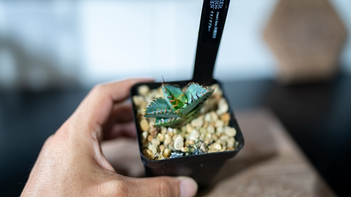 アガベチタノタブルー実生選抜LOW TYPE②