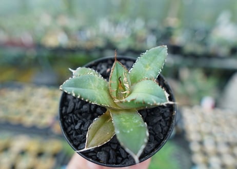 アガベ　チタノタ　FO-76　Agave titanota  FO-76　No.5