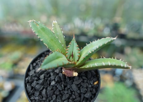 アガベ　チタノタ　FO-76　Agave titanota  FO-76　No.2