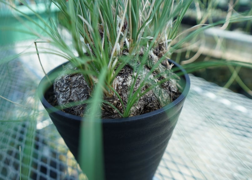 カリバナス　フーケリー② 園芸ネット本店｜カリバナス：フーケリー 2.5号鉢植え の通販【公式】