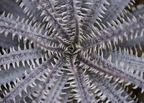 Dyckia Unicorn