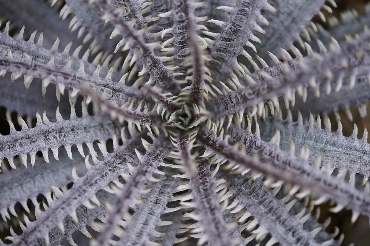 Dyckia Unicorn | mana's farm:塊根植物・アガベ・ドライガーデン植物