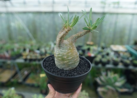 パキポディウム　グラキリス　 Pachypodium Gracilius  No.3