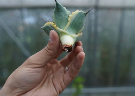【抜き苗】アガベ 怒雷神錦　Agave potatorum verschaffeltii  No.2