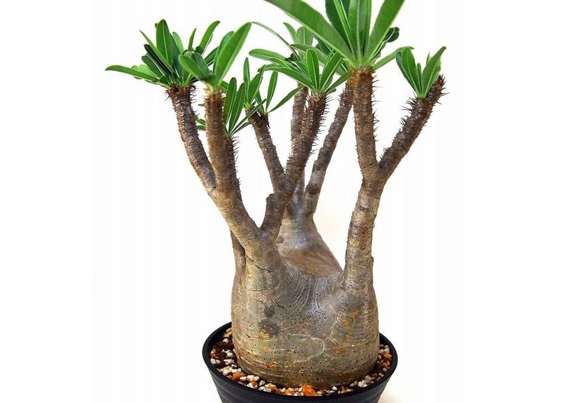 Pachypodium Gracilius パキポディウム グラキリス №6 | mana