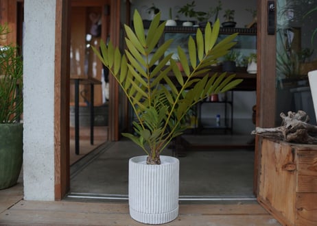 ザミア フロリダーナ　Zamia floridana