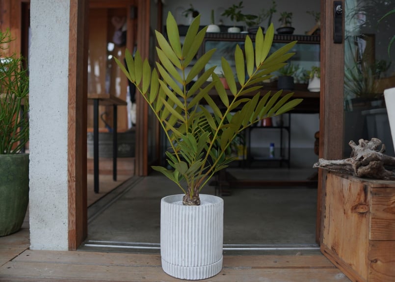 ザミア フロリダーナ Zamia floridana | mana's green:塊根植物販 ザミア フロリダーナ Zamia floridana | mana's green:塊根植物販