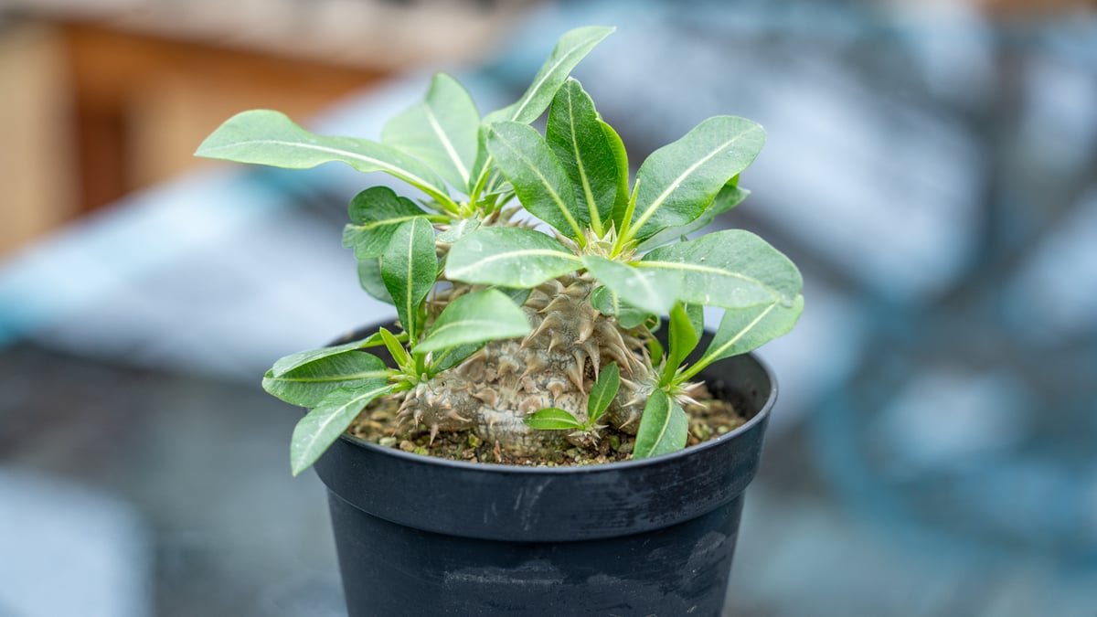 パキポディウム　恵比寿大黒　塊根植物 ☆特価☆コーデックス：パキポディウム 恵比寿大黒 実生*M 塊根