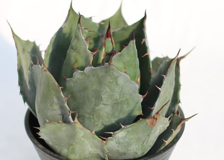 Agave 　parrasana Globe