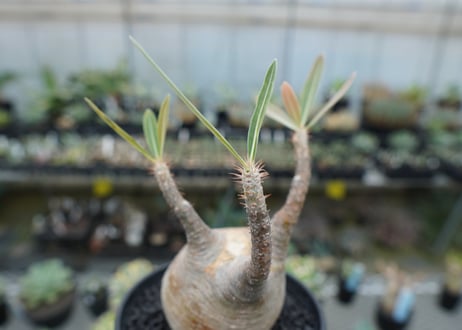 パキポディウム　グラキリス　 Pachypodium Gracilius  No.4