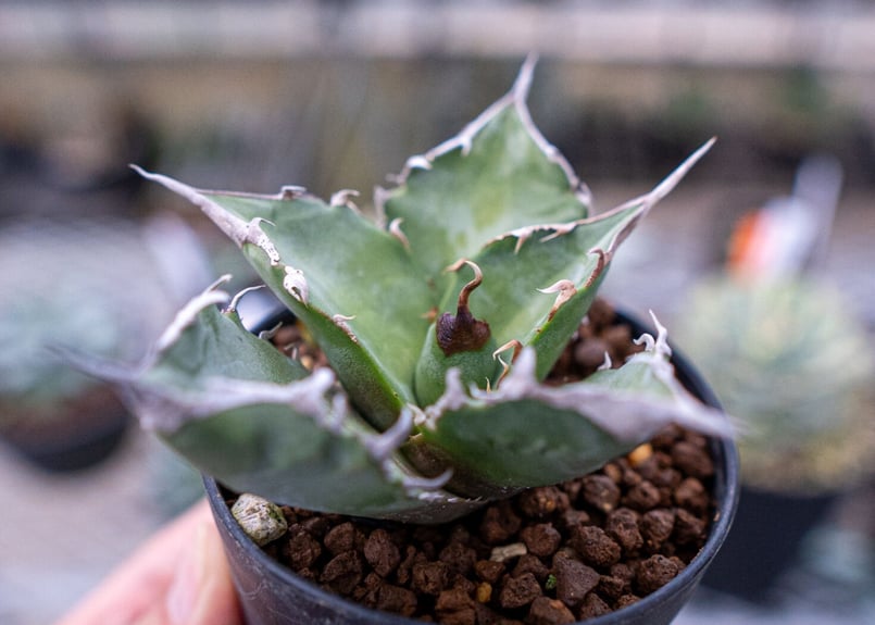 アガベ チタノタ 台湾実生 | mana's farm:塊根植物・アガベ・ドライ