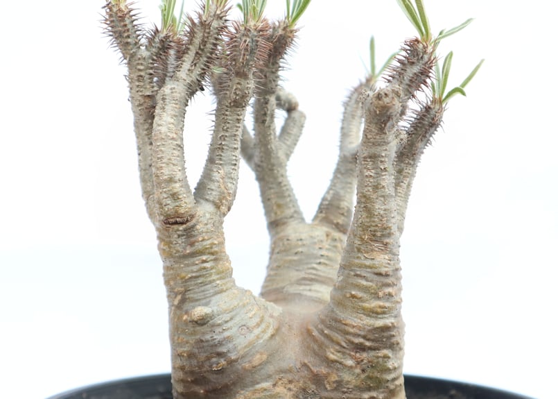 パキポディウム グラキリス no.26 | mana's farm:塊根植物・アガベ