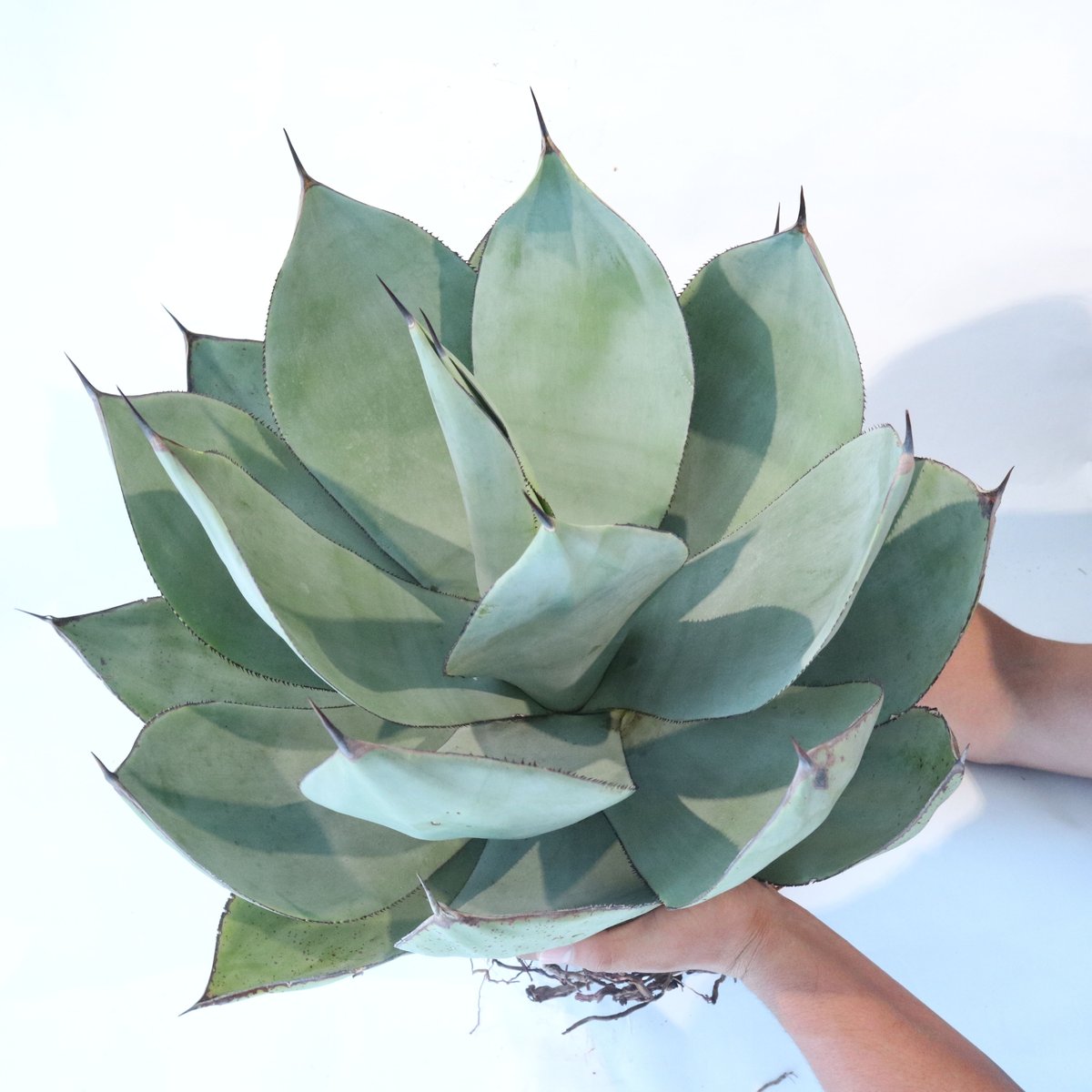 Agave celsii 'Nova' | mana's green:塊根植物販売|マナズグリーン