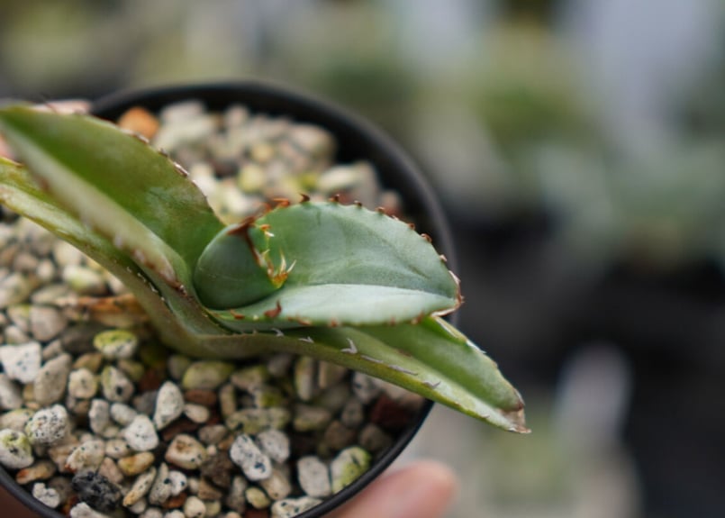 アガベ ホワイトアイス 子株 | mana's farm:塊根植物・アガベ