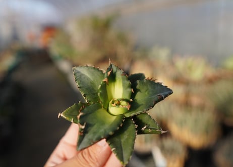 agave titanota ソーラーエクリプス　 NO.1