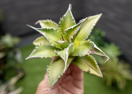 Agave Sowing seeds NO.3