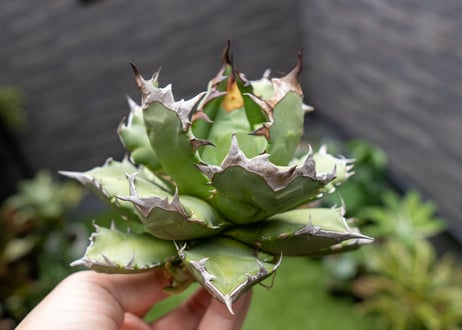Agave titanota dwarf 姫厳龍 B NO.2