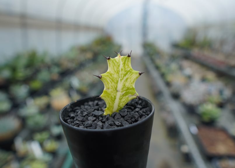 ⭐ユーフォルビア・イエローゴースト⭐ ユーフォルビア イエローゴースト Euphorbia lactea Yellow Ghost