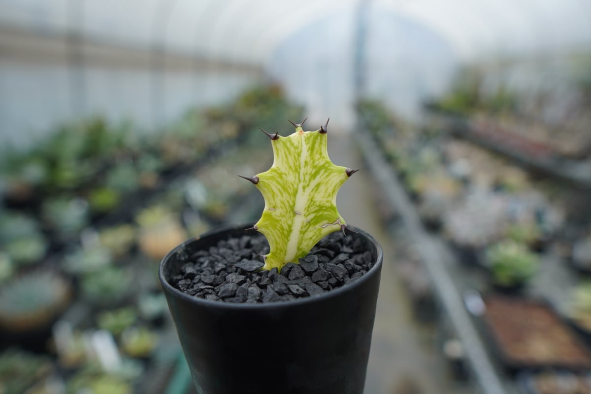 ⭐ユーフォルビア・イエローゴースト⭐ ユーフォルビア イエローゴースト Euphorbia lactea Yellow