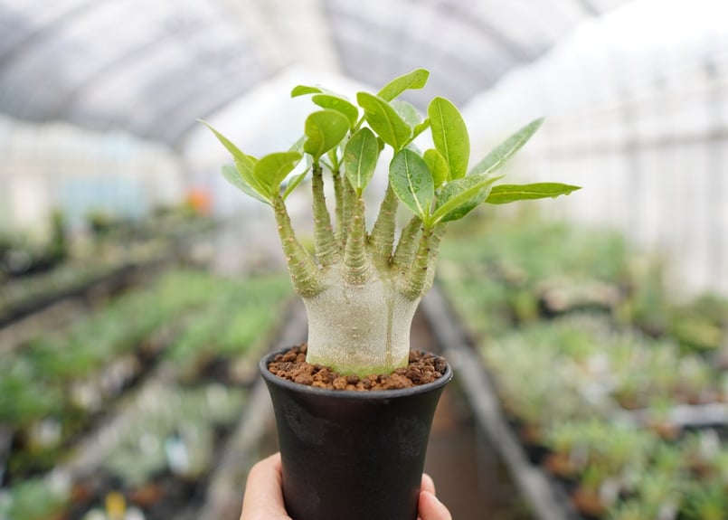 まるでご神木！】アデニウム スーパードワーフ タイ実生《2