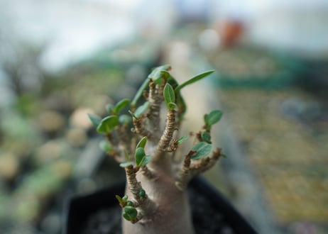 アデニウム　Adenium　No.2