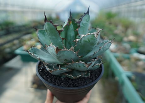 アガベ　チタノタ　 ブラックアンドブルー 　Agave titanota black and blue　No.5