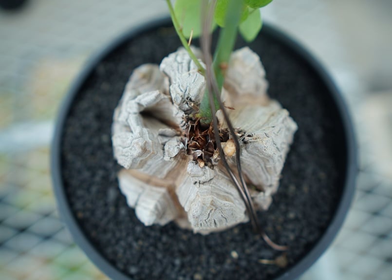 亀甲竜 Dioscorea elephantipes No.1 | mana's farm:塊