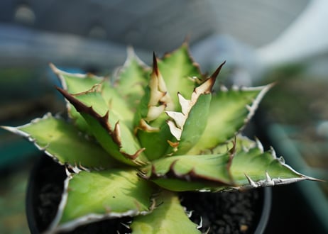 アガベ　チタノタ　レッドキャットウィーズル　Agave titanota Red catweezle　No.4