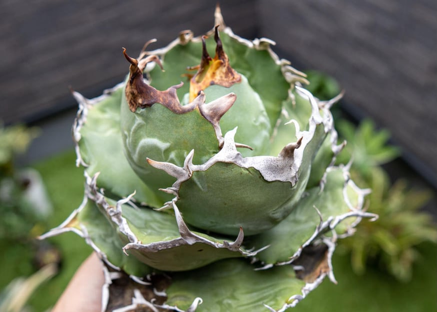 チタノタ】冬の管理方法 | mana's farm:塊根植物・アガベ