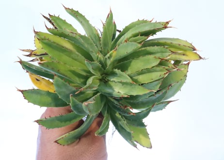 Agave shawii crested