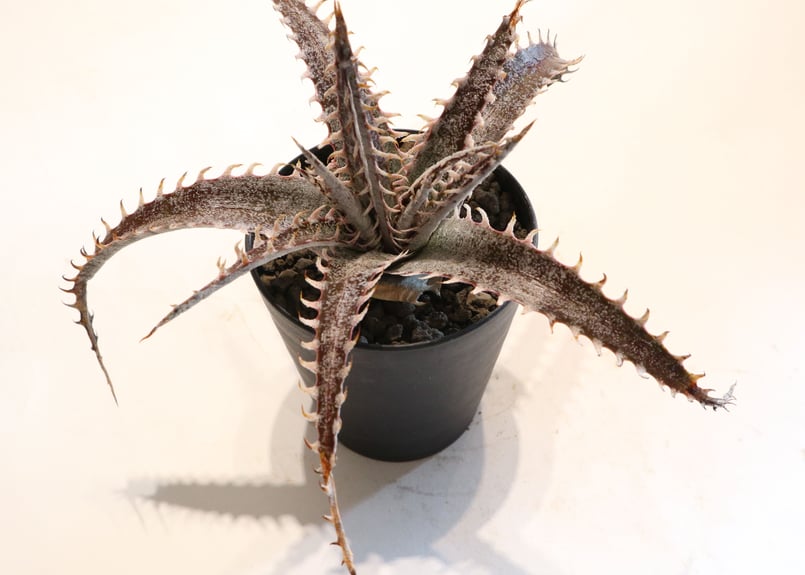 Dyckia T-Rex X Keswick | mana's farm:塊根植物・アガベ・ド