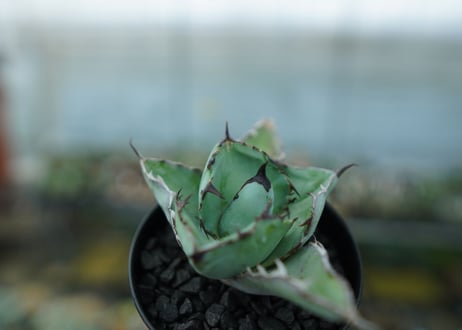 アガベ　チタノタ　 ブラックアンドブルー 　Agave titanota black and blue　No.10