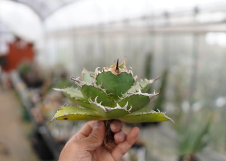Agave titanota FO-76  G NO.1