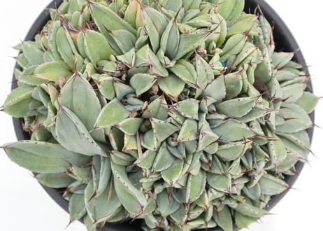 Agave parryi   'Bed of Nails'