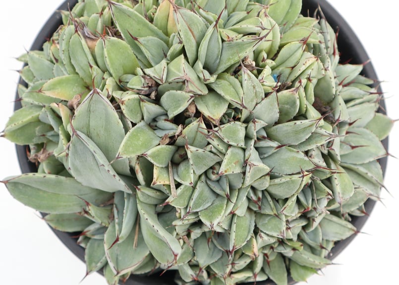 Agave parryi 'Bed of Nails' | mana's farm:塊根植